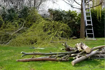 Reputable Land Clearing Piedmont SC